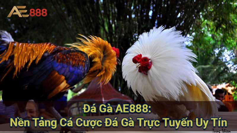 da-ga-ae888:-nen-tang-ca-cuoc-da-ga-truc-tuyen-uy-tin