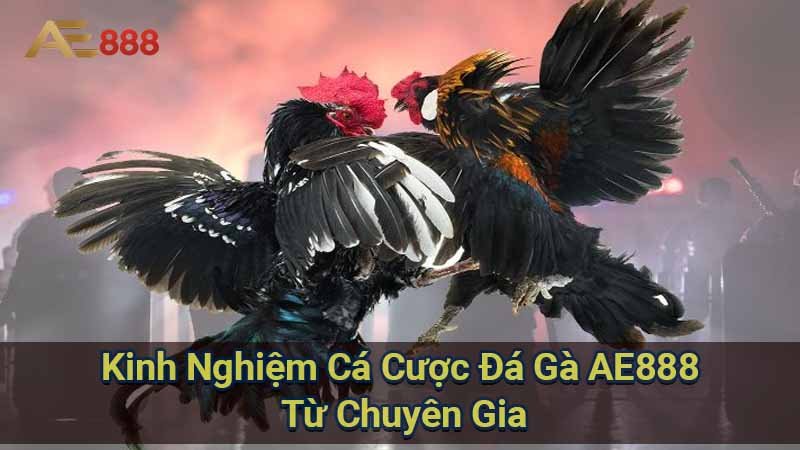 kinh-nghiem-ca-cuoc-da-ga-ae888-tu-chuyen-gia